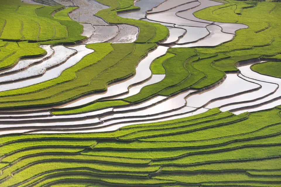 Ruộng lúa chín